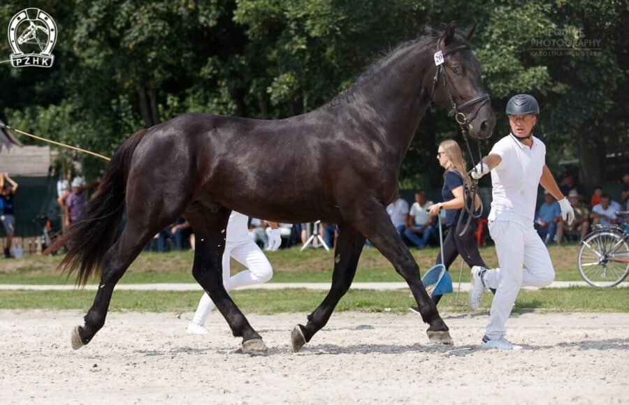 Ogier TARO-4 (ED/EV) (TABUN – CEDRA / DEPORT) hod. R. Usyk, wł. A. Pasternak