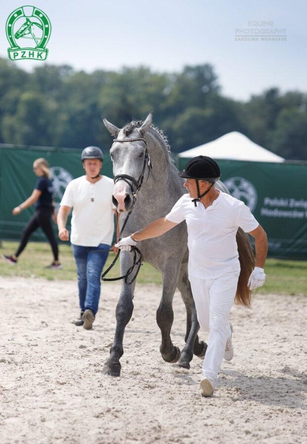 Ogier TAMIN (ED/EV) (TABUN – CZARKA / ADMIRAŁ (EX ALBERT)) hod. R. Usyk, wł. M. Trommershäuser