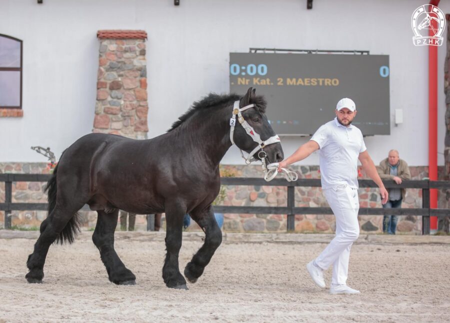 MAESTRO ard.pol. (Tarzan de Rosiere – Matura / Rubis 144)