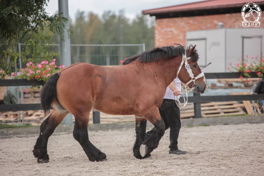 ROCCO GP ard.pol. (Bayard de Mairy – Rebelia / Coquet de Gibarlet)