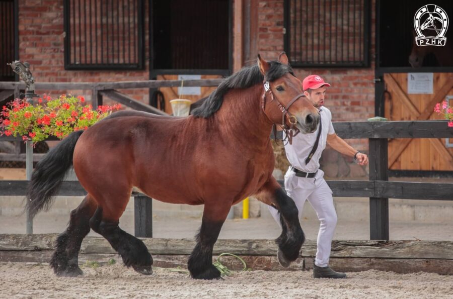 CAPOLLO R.S. ard.pol. (Polo du Chateau de Saive – Carima / Stormobackans Caron)