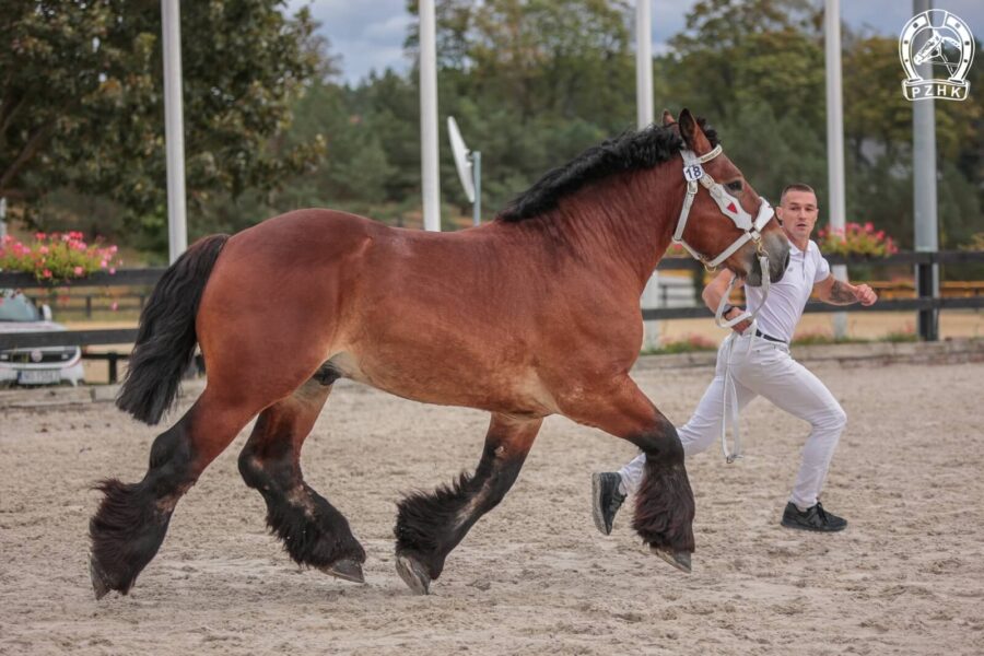 MIDAS DE MAIRY ard.fr. (Emir du Monty – Bea de la Mazelle / Spirou de Cousteumont)