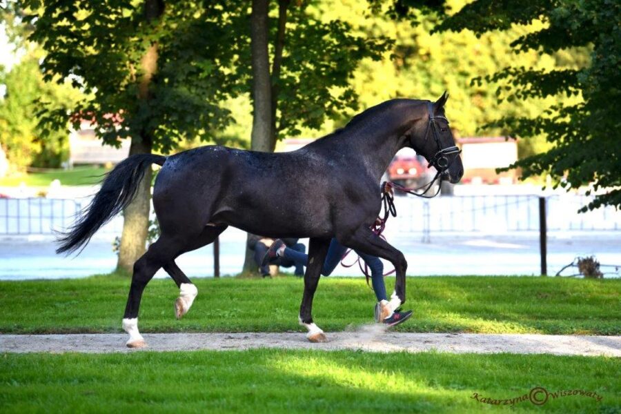 Ogier BIAŁY KRUK sp